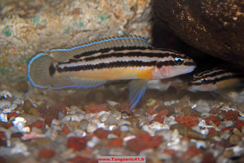 Julidochromis ornatus 'Mbita Island'